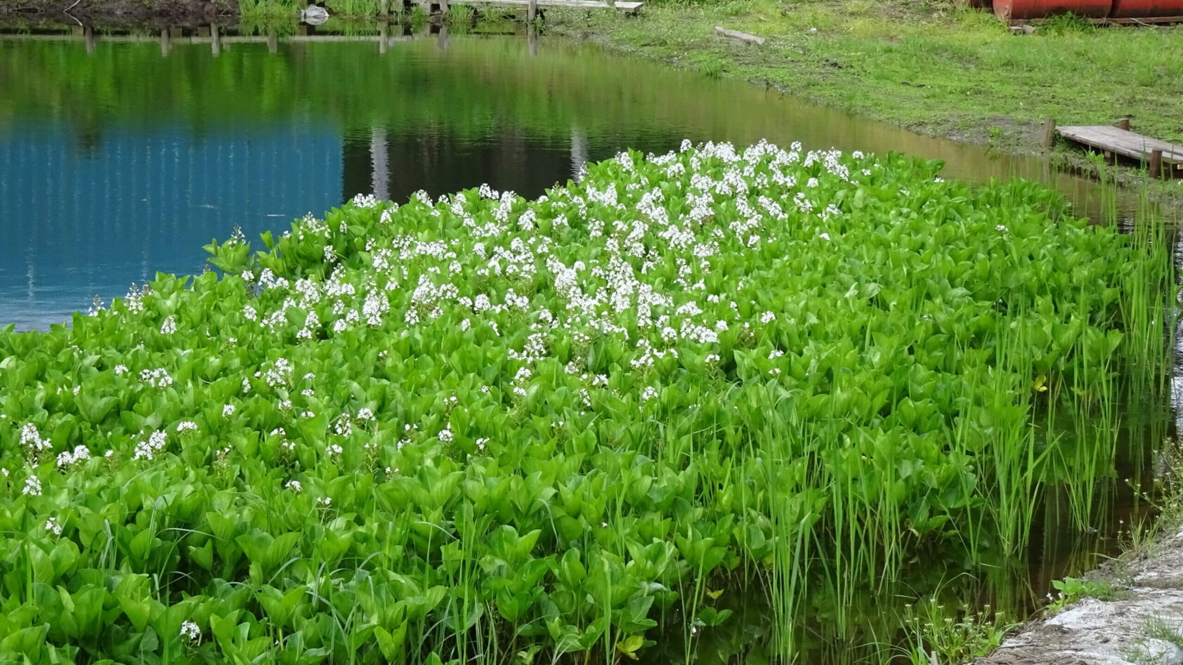 さつまいもを植えてみた