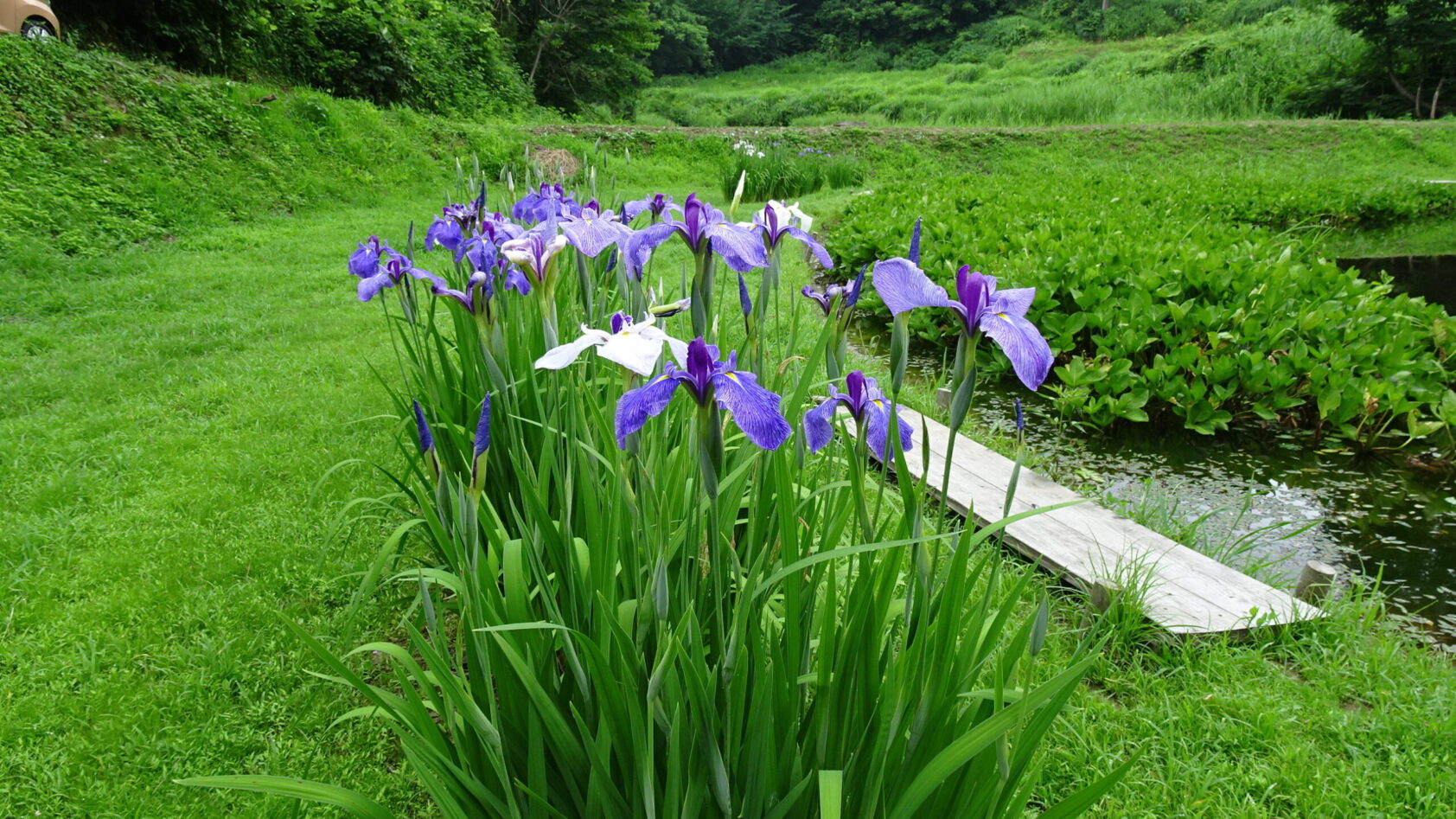 今日は七夕、でも菖蒲の季節