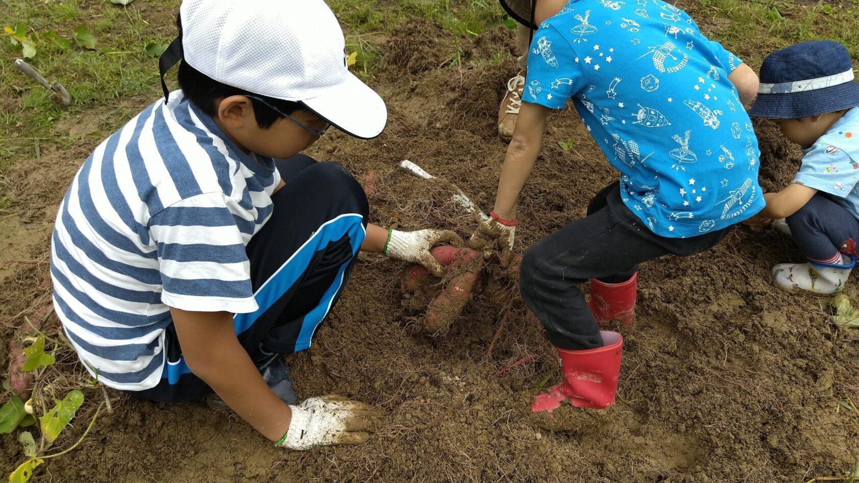 お芋掘り