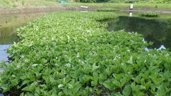 火打池のミツガシワ、ようやく満開です